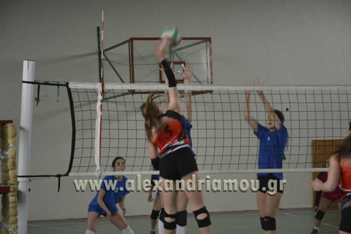 volley _1ogel-kassandra020